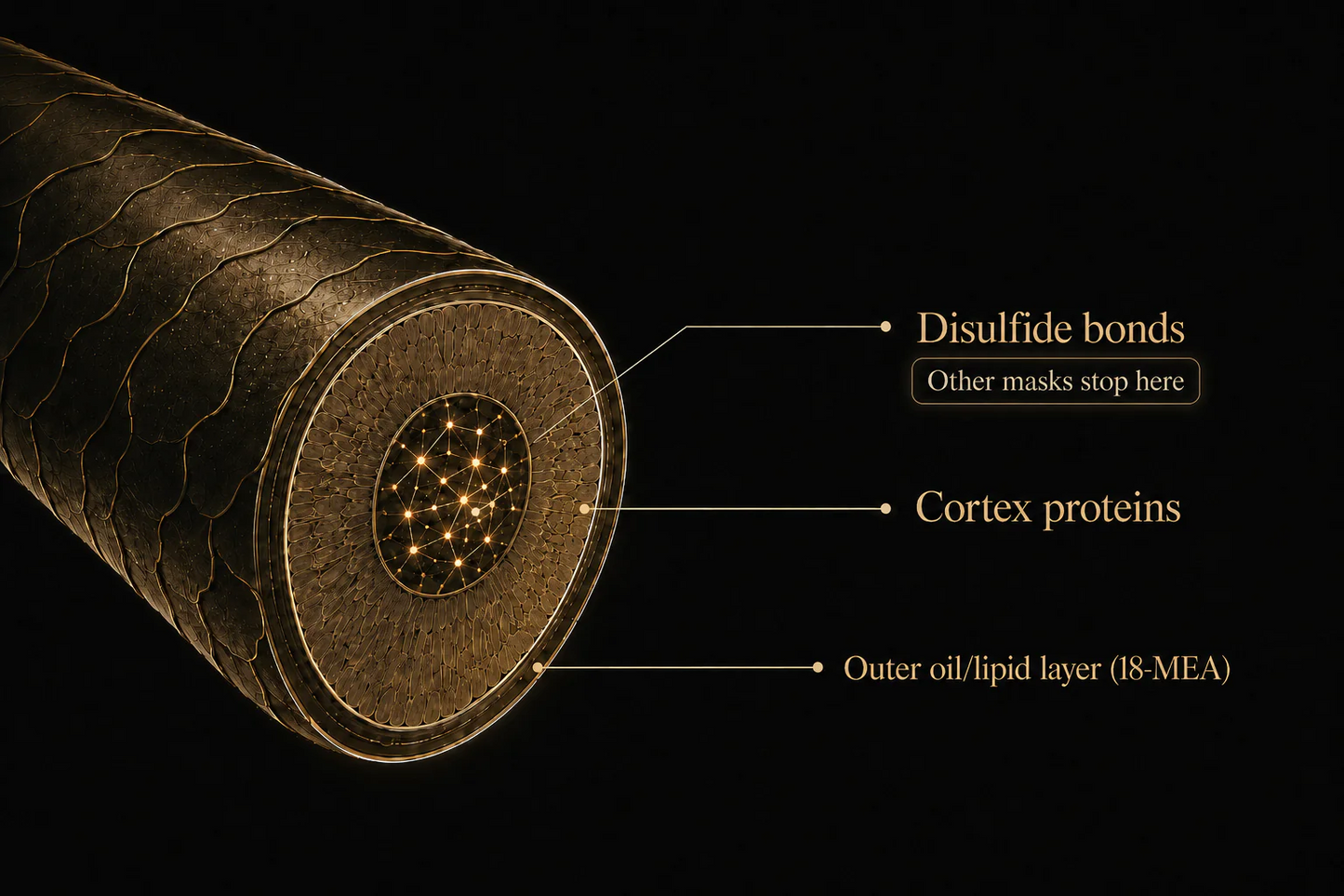 Diagrama de la estructura del cabello y las tres capas de la fibra capilar
